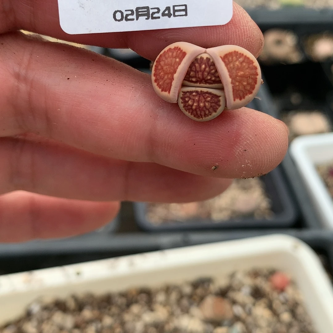 A135多肉植物保护研究所