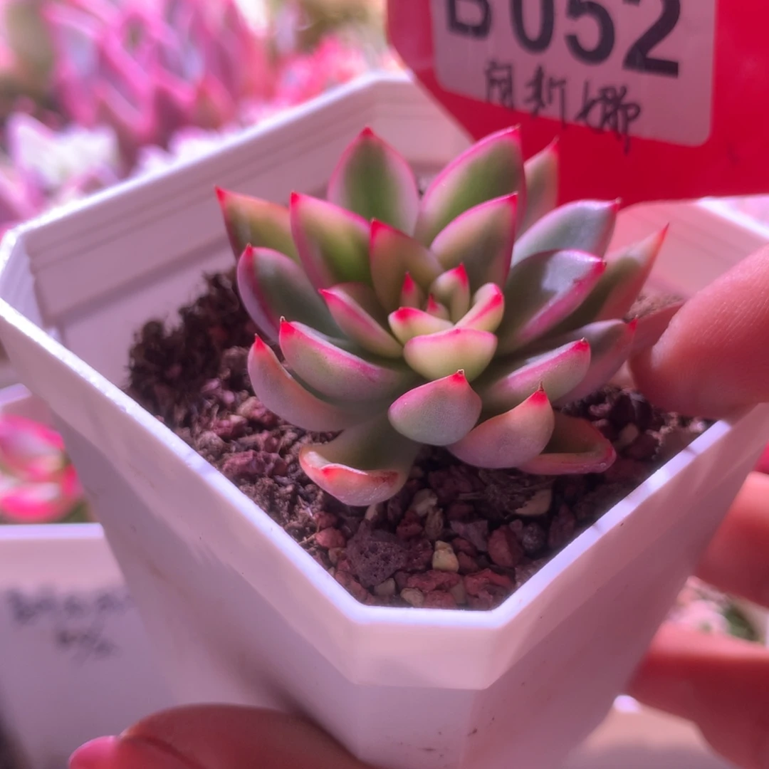 阿斯娜覆轮锦有根