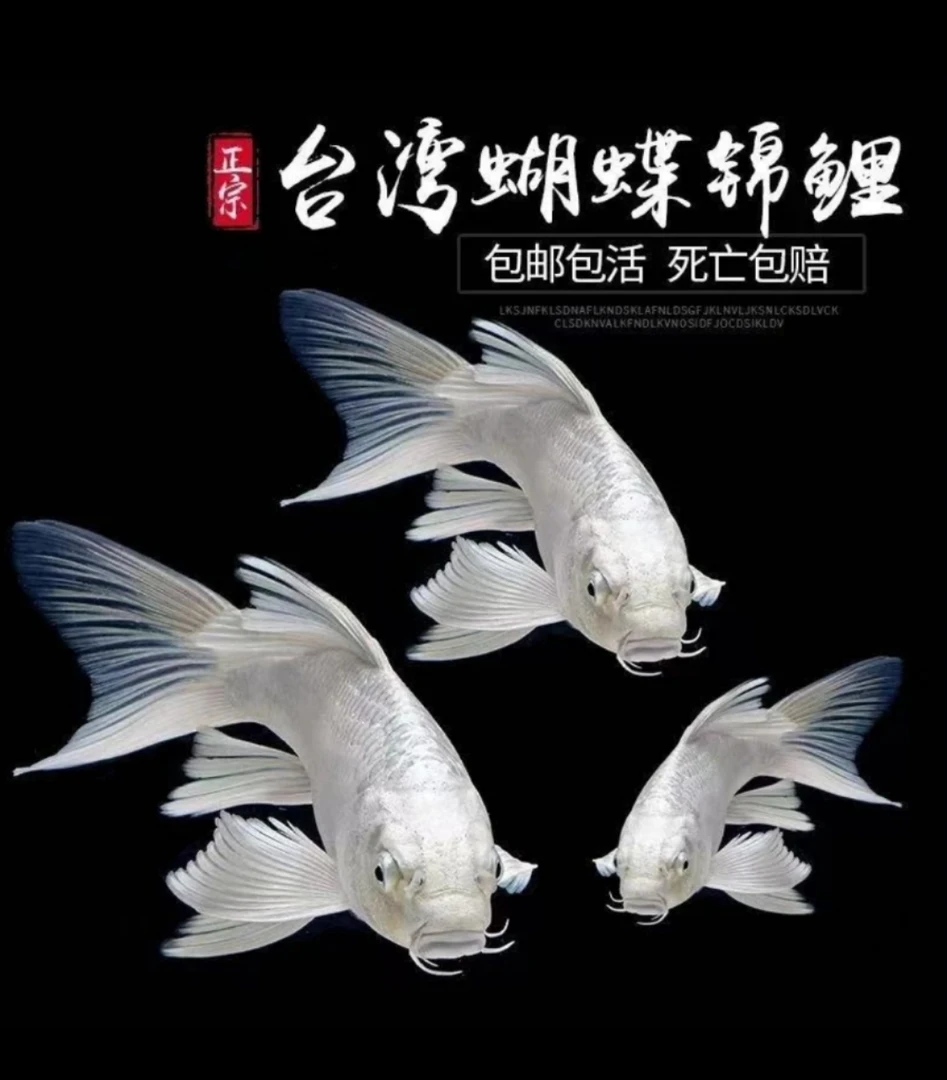 广温鱼 水中仙子纯白蝴蝶鲤观赏性好简单好养不挑水质