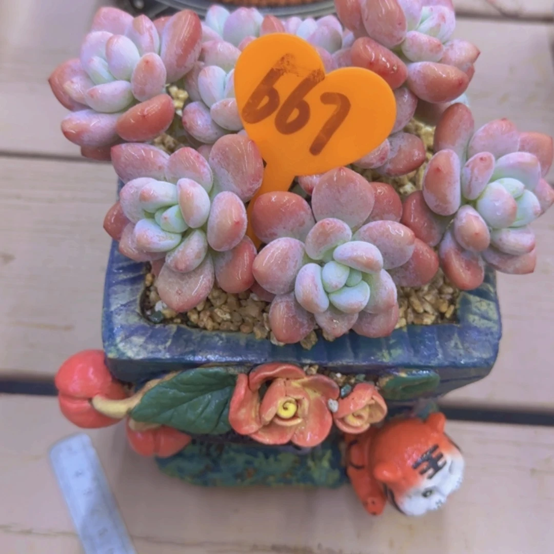 章****柳667多肉植物一物一拍