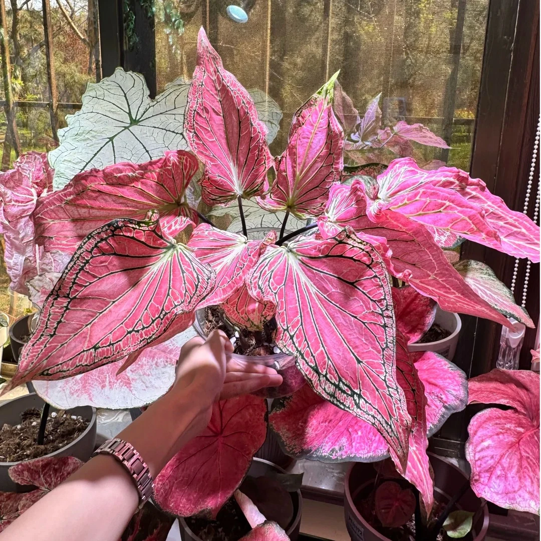 1加仑彩叶芋【粉色和声】彩叶芋室内盆栽好养懒人植物