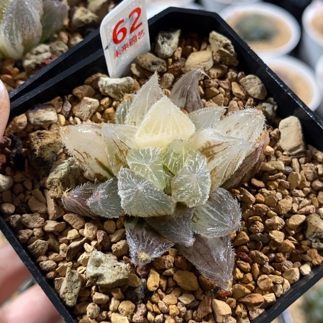 62毛玉露锦一物一图