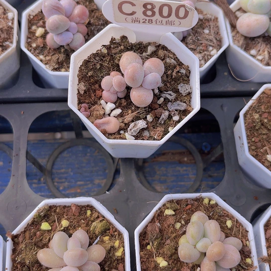 小****C800奶酪一物一拍