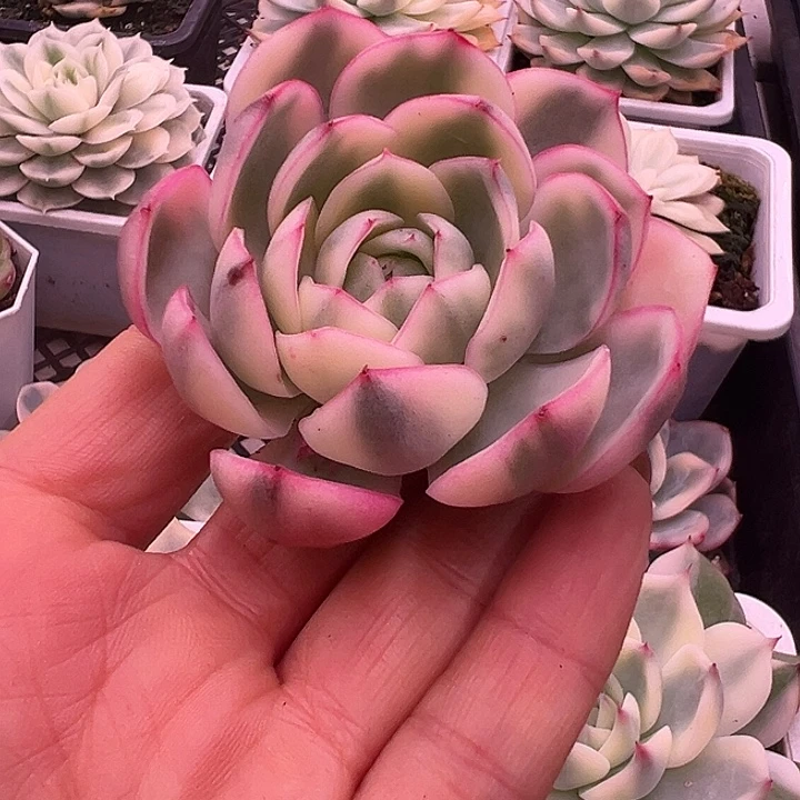 头盖韩水晶锦多肉植物没根