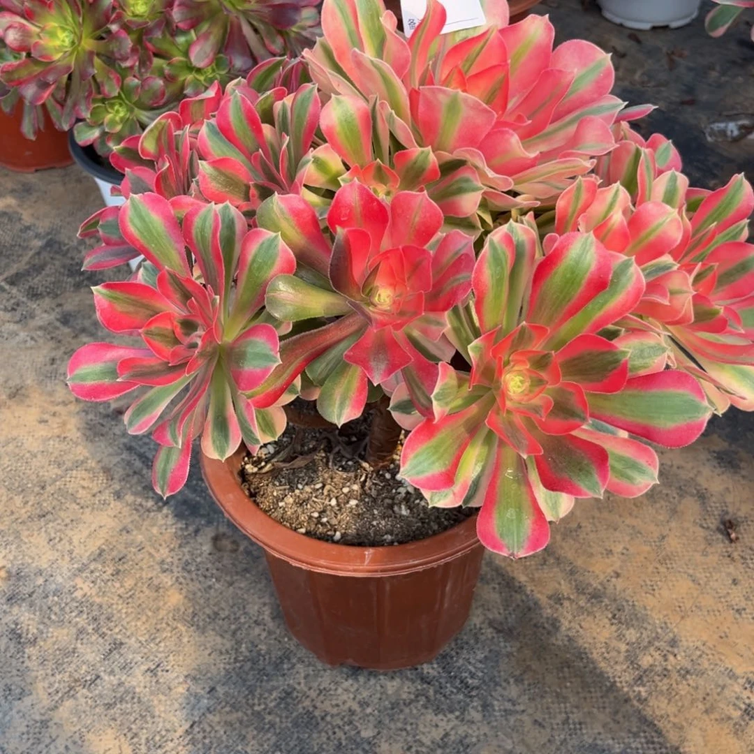 多肉植物粉女巫051多肉