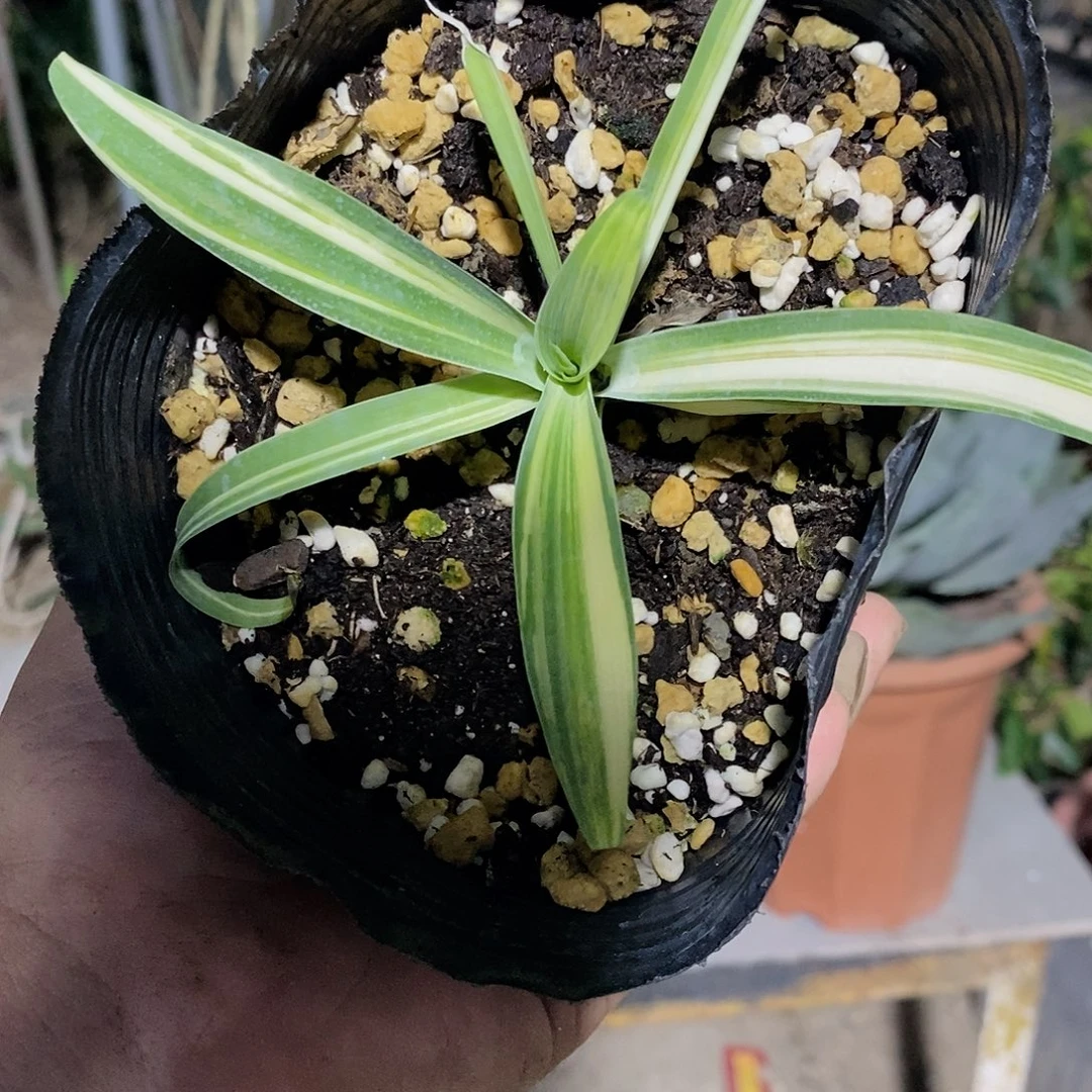 d***d狐尾锦720611111。