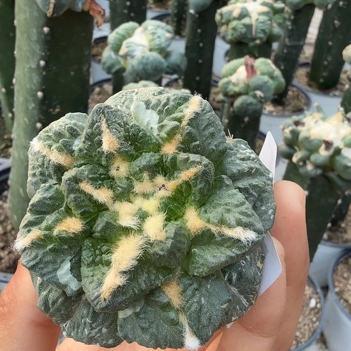 无花朵741金毛龟甲牡丹