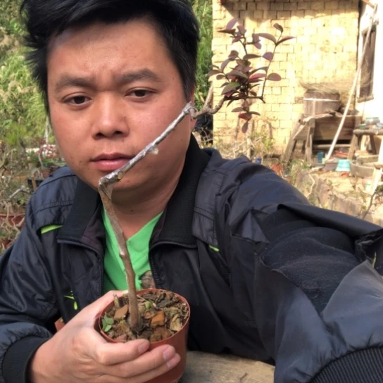 无花朵盆景盆栽植物（不包成活率，不退不换）