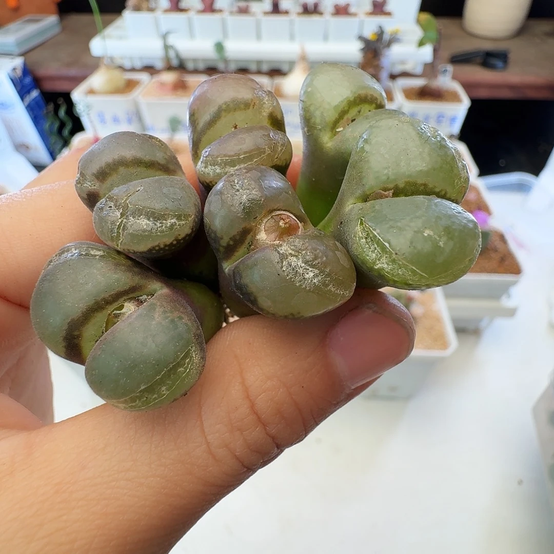 瑕疵风铃介意慎拍361