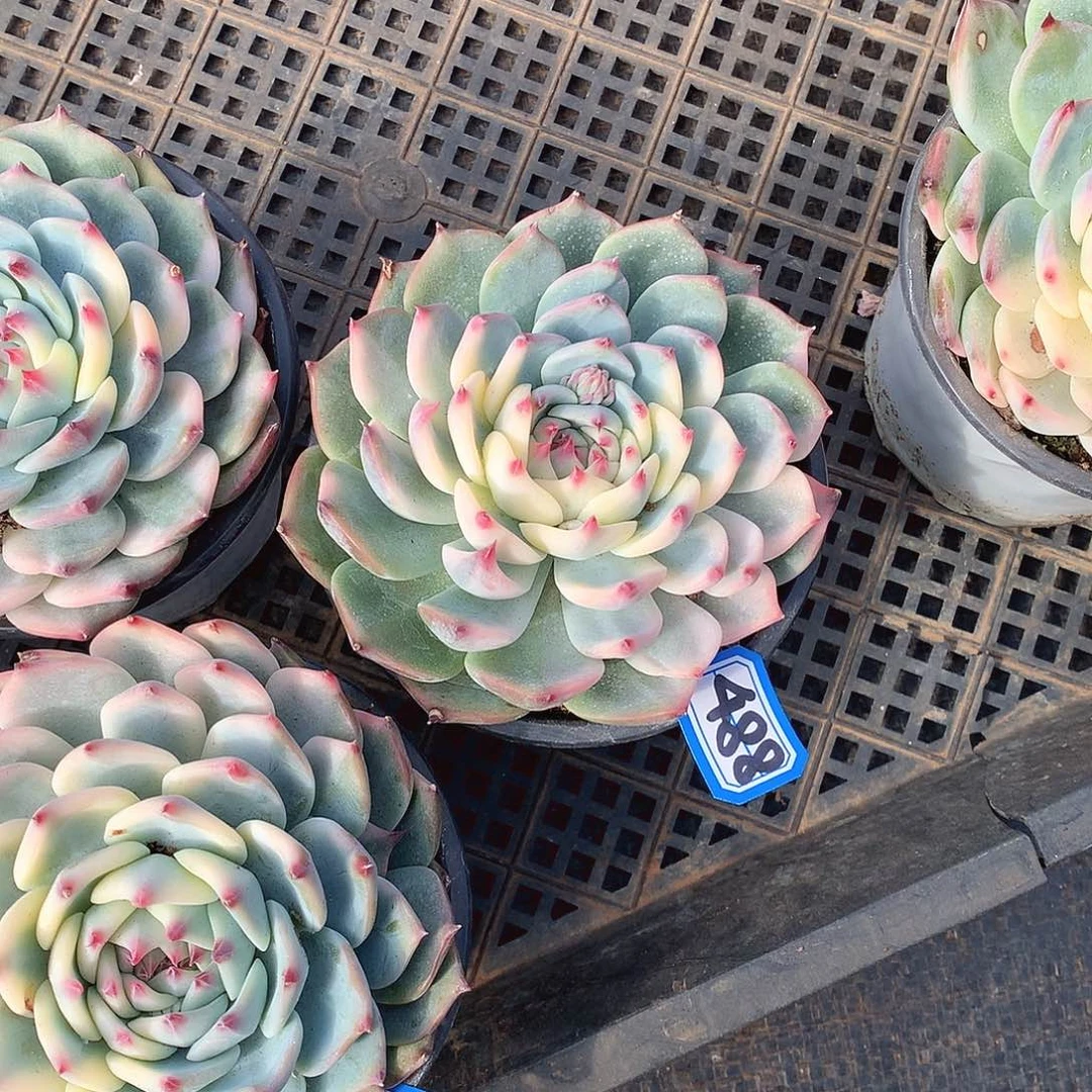 488吉娃娃锦 一物一拍多肉