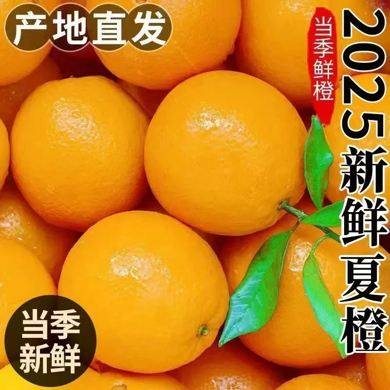 【京东快递】湖北夏橙巴东产地直发脐橙榨汁酸甜多汁果园采摘橙子