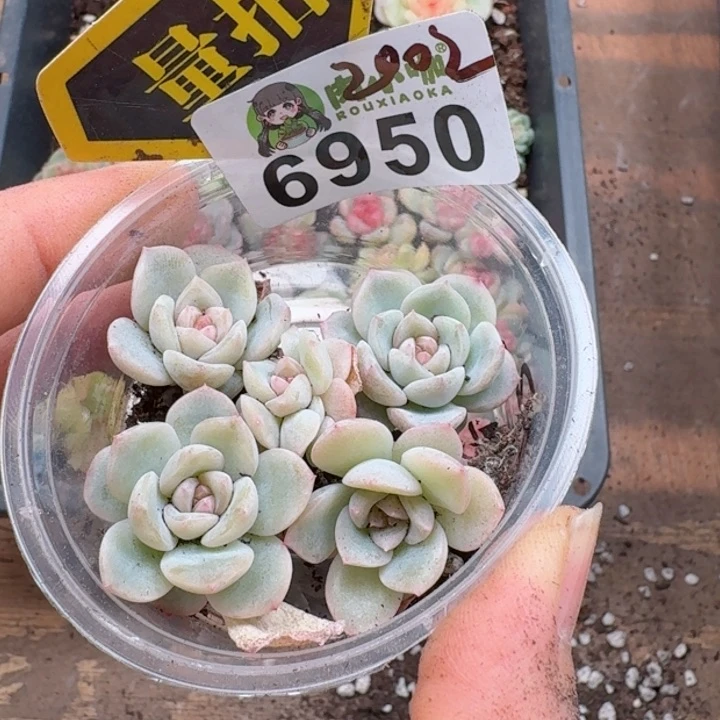 多肉植物多肉植物