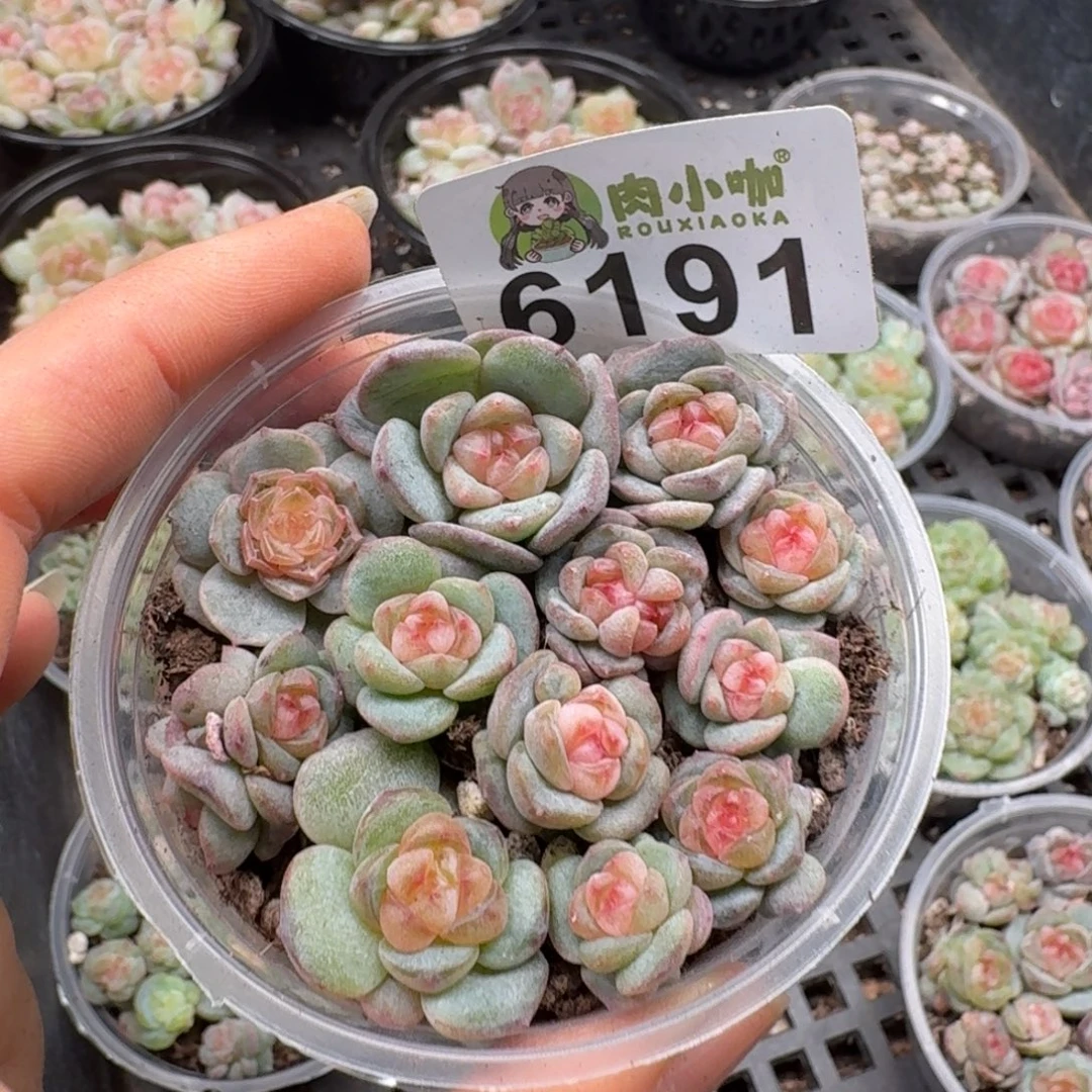 多肉植物多肉植物