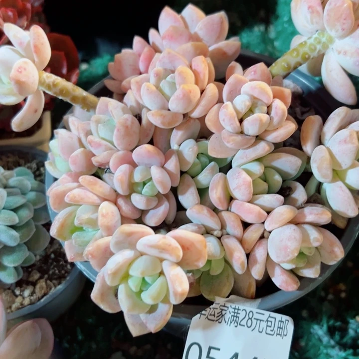 幸运的是我还没遇到幸运