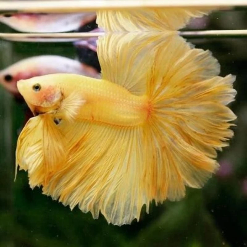 H10（217-240）泰国斗鱼小型热带观赏鱼【直播间选鱼】