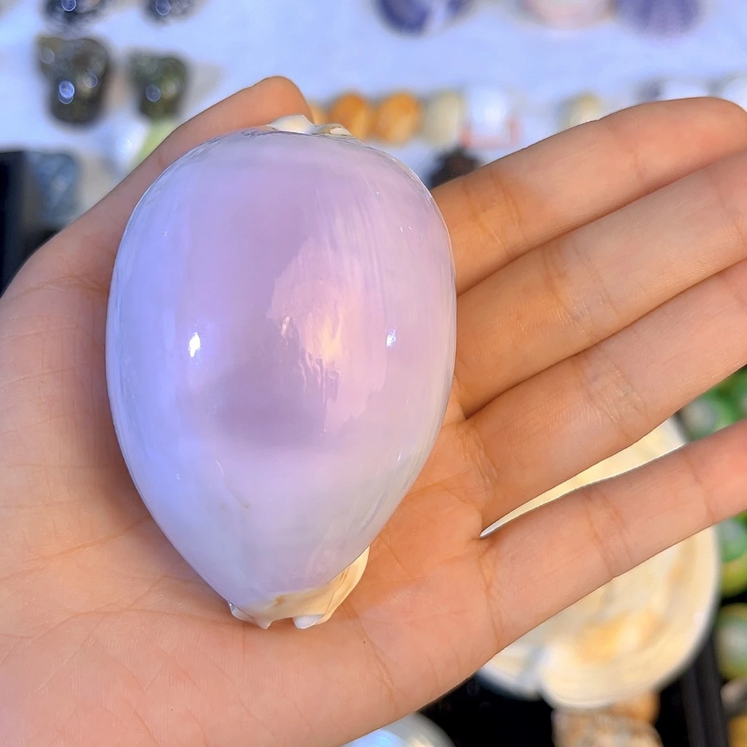 大理石磁石英*天然贝壳海螺批发零售