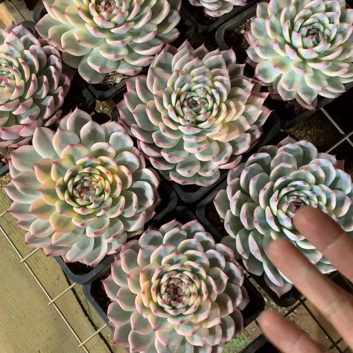 吉娃娃锦多肉植物