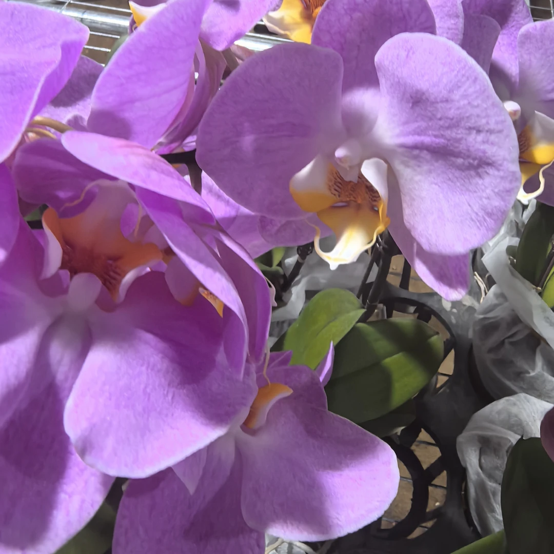 暮光之城(767）  3.5寸椰壳安祖原装硬杯  微瑕蝴蝶兰基地直发