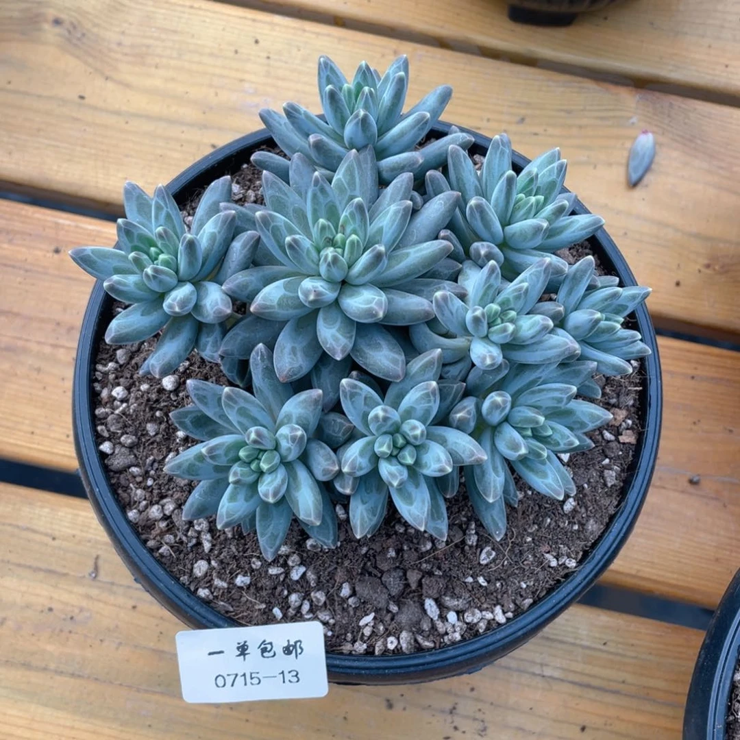 0715-13-伊卡路斯。。。。