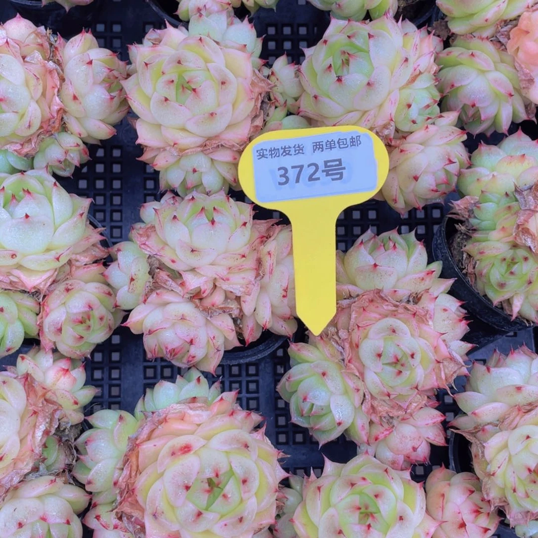 372号凤凰火麦秆大群生一个