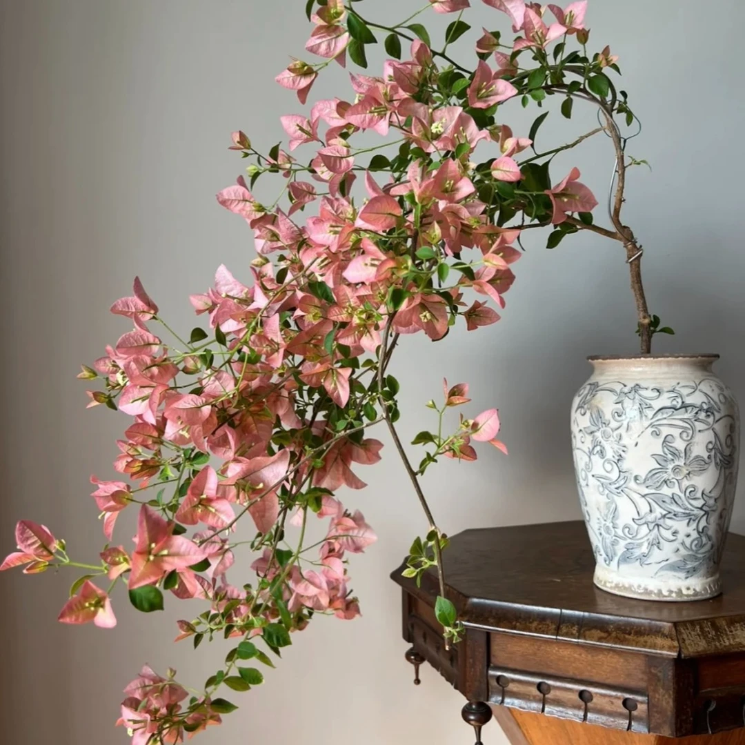 卡亚塔·稀有品种四季勤花大苗【50-60cm左右】带盆带花阳台基地直发