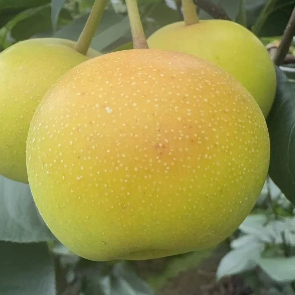 （粉丝专属福利）米易普威蜂糖小酥梨