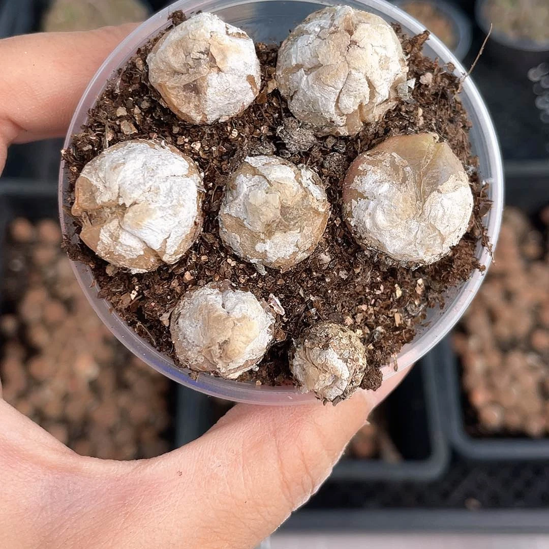 ?*2135大棚清仓甩卖了