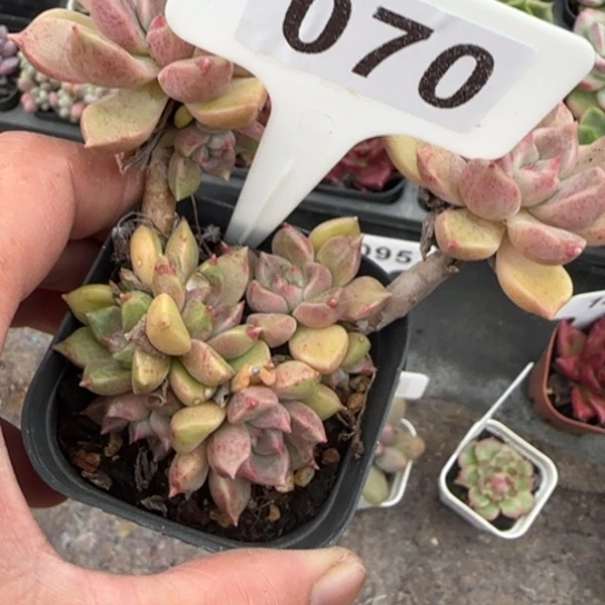 70油漆桶多肉多肉多