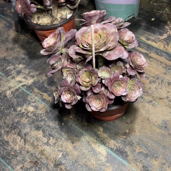 19魅金多肉多肉多肉