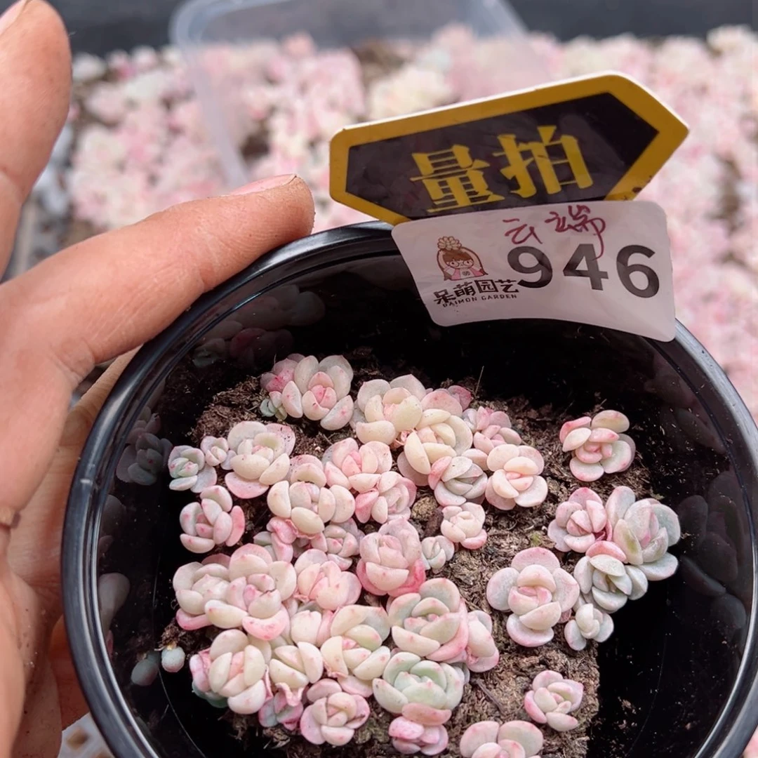 多肉植物多肉植物