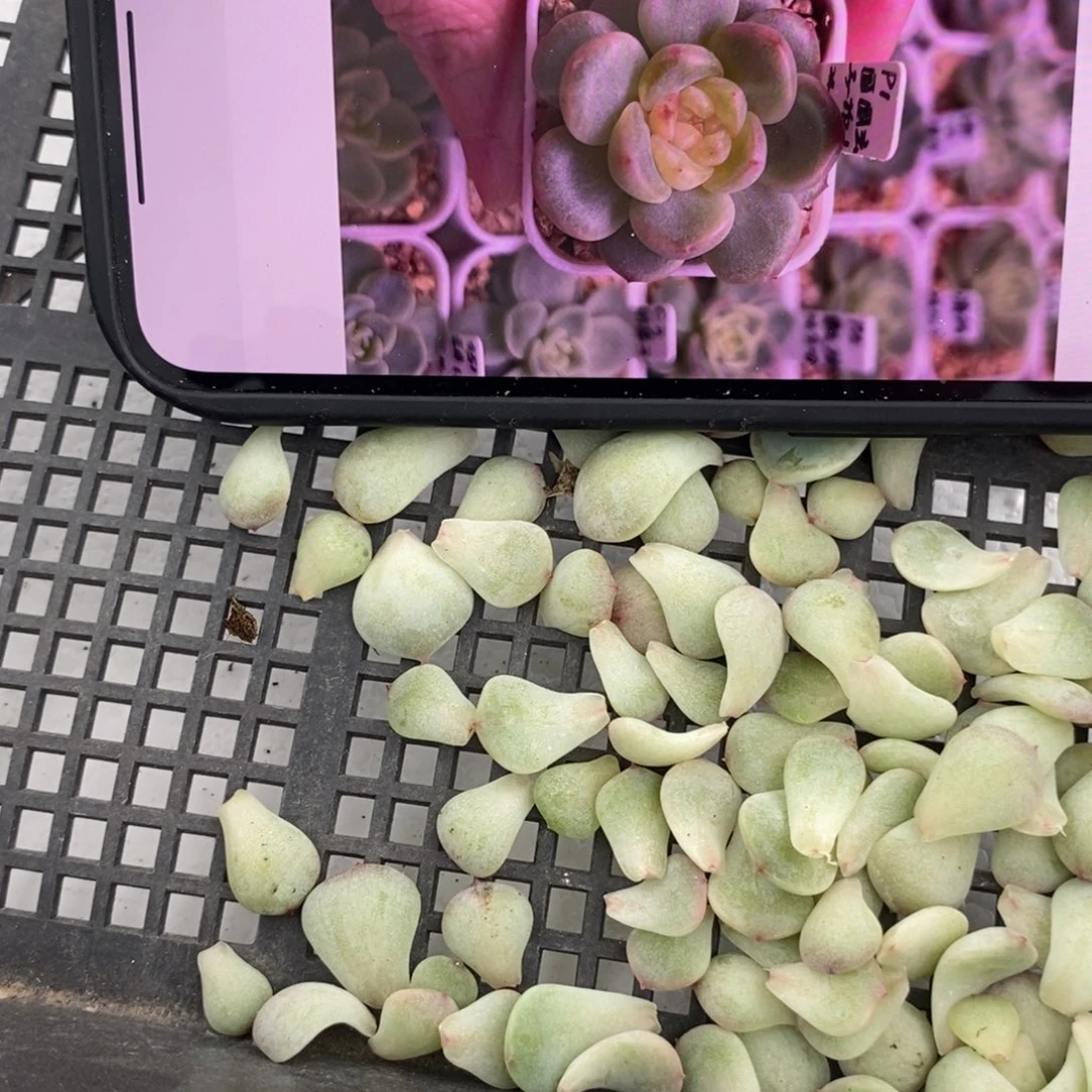 纯叶片甜心圆圆拍1叶片一个