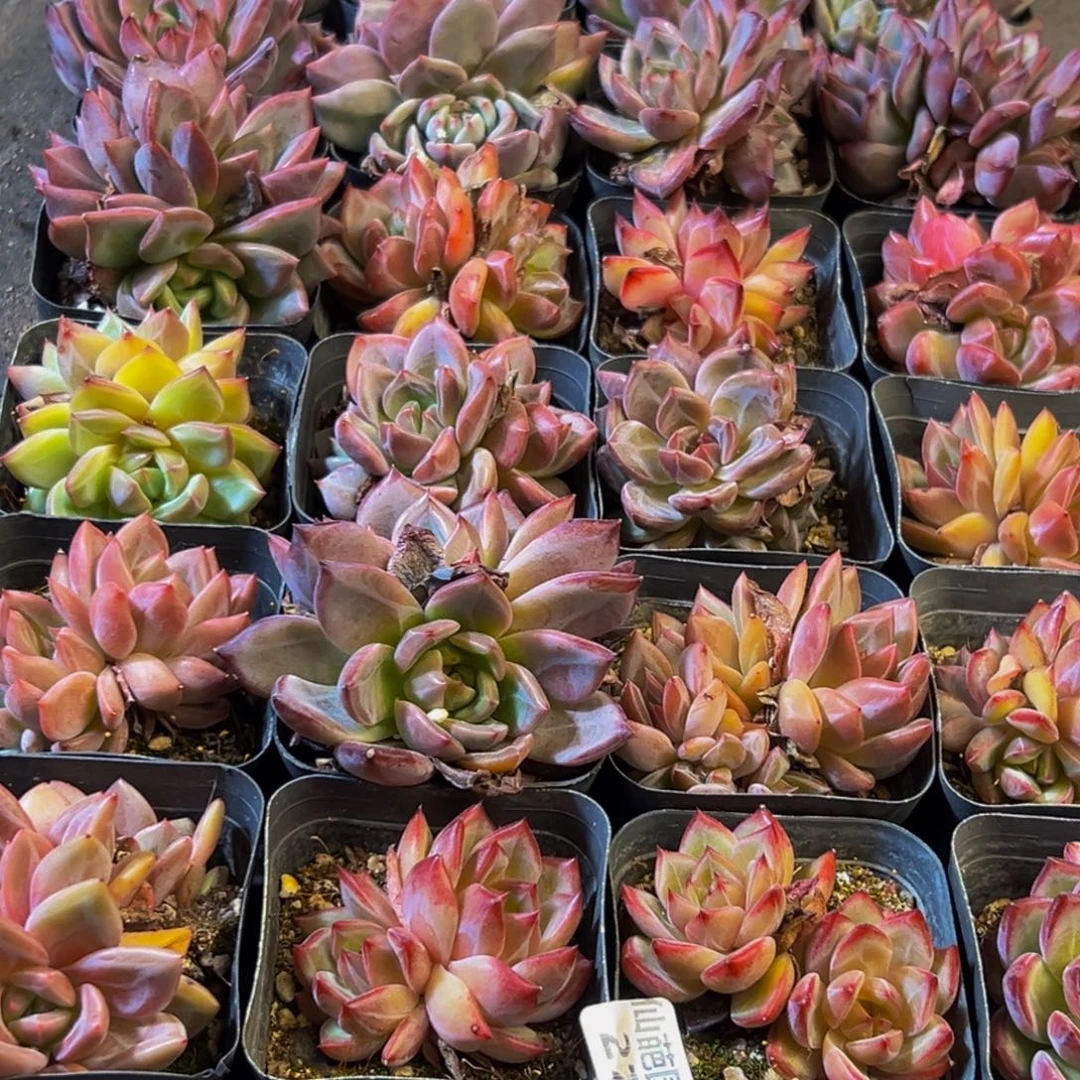 275的人都在用这个词了吗我