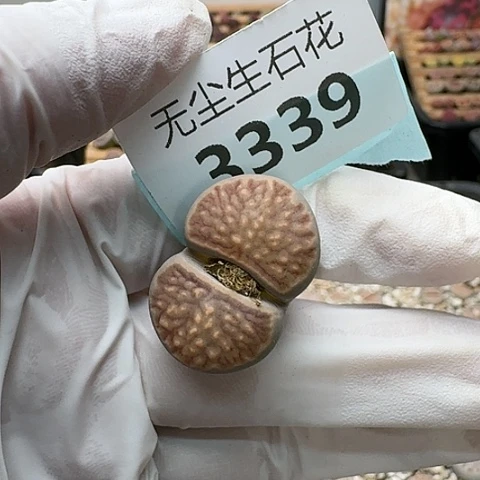 3339，菊红窗菊花纹母本脱土发货