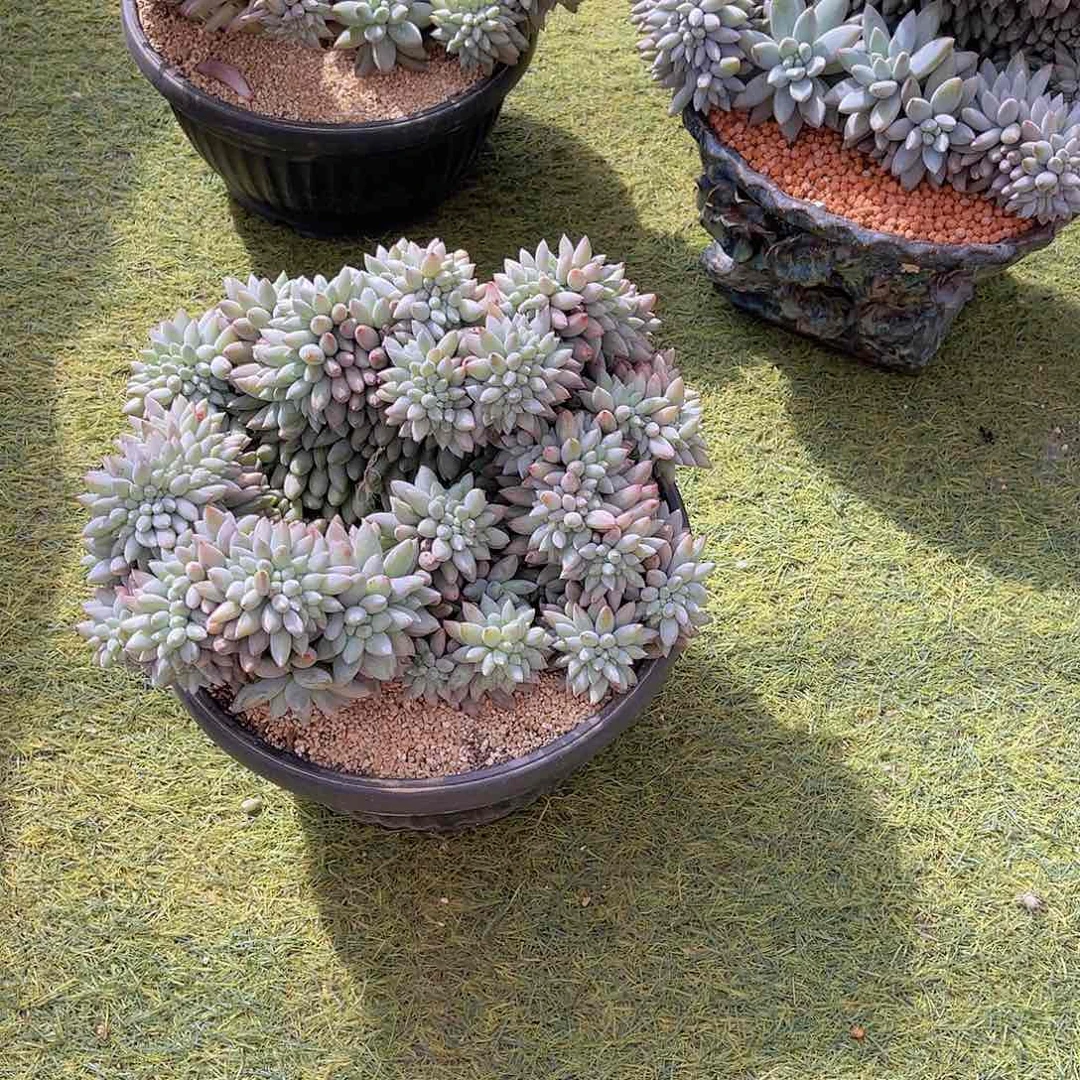 绿*多肉所罗门缀绿姐