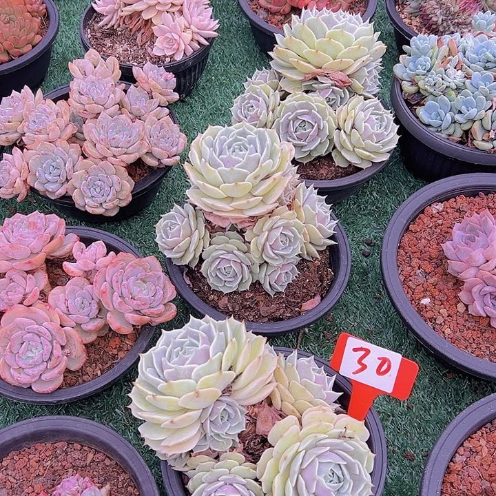 30露娜带盆一多肉