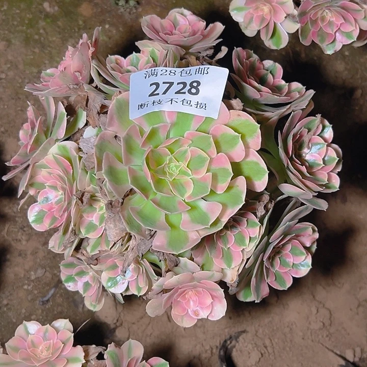2728粉女巫多肉植物