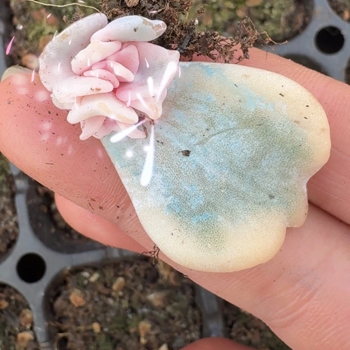芭蕾舞者叶片一物一拍