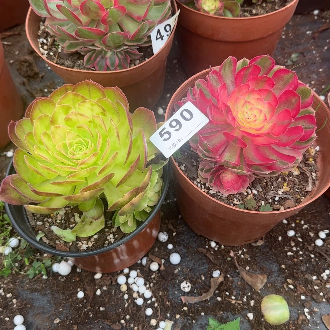 两个多肉植物0590