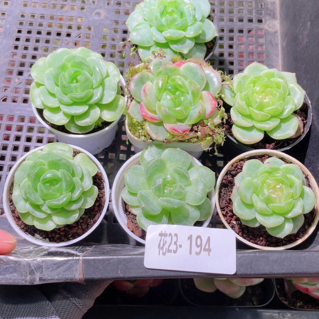 ****i花利美23- 194框拍7颗