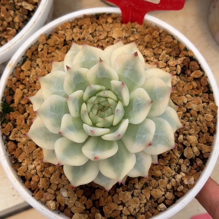 3058号吉娃娃锦多肉