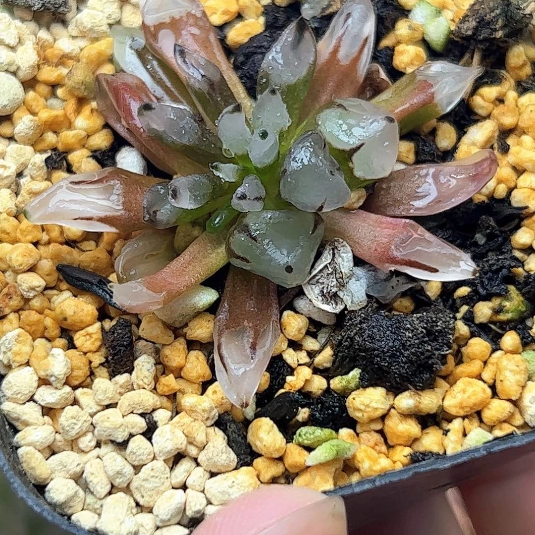 子弹头十二卷多肉植物