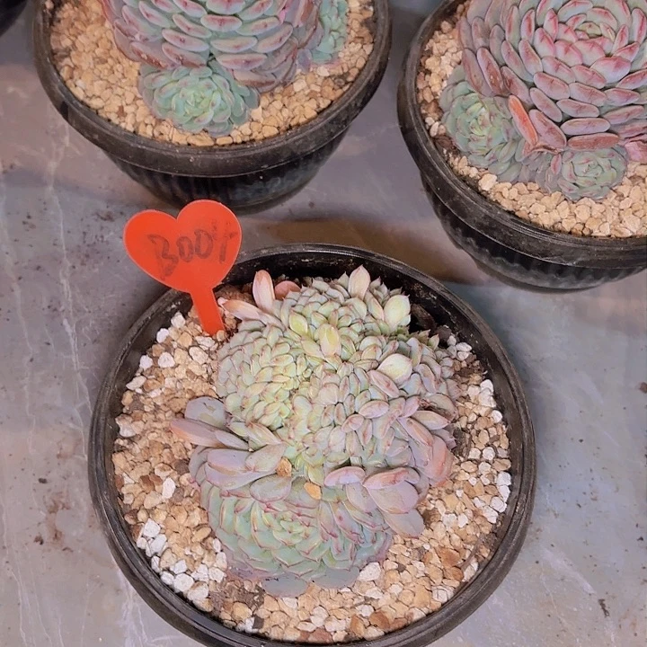 力*白胖子一物一拍B004