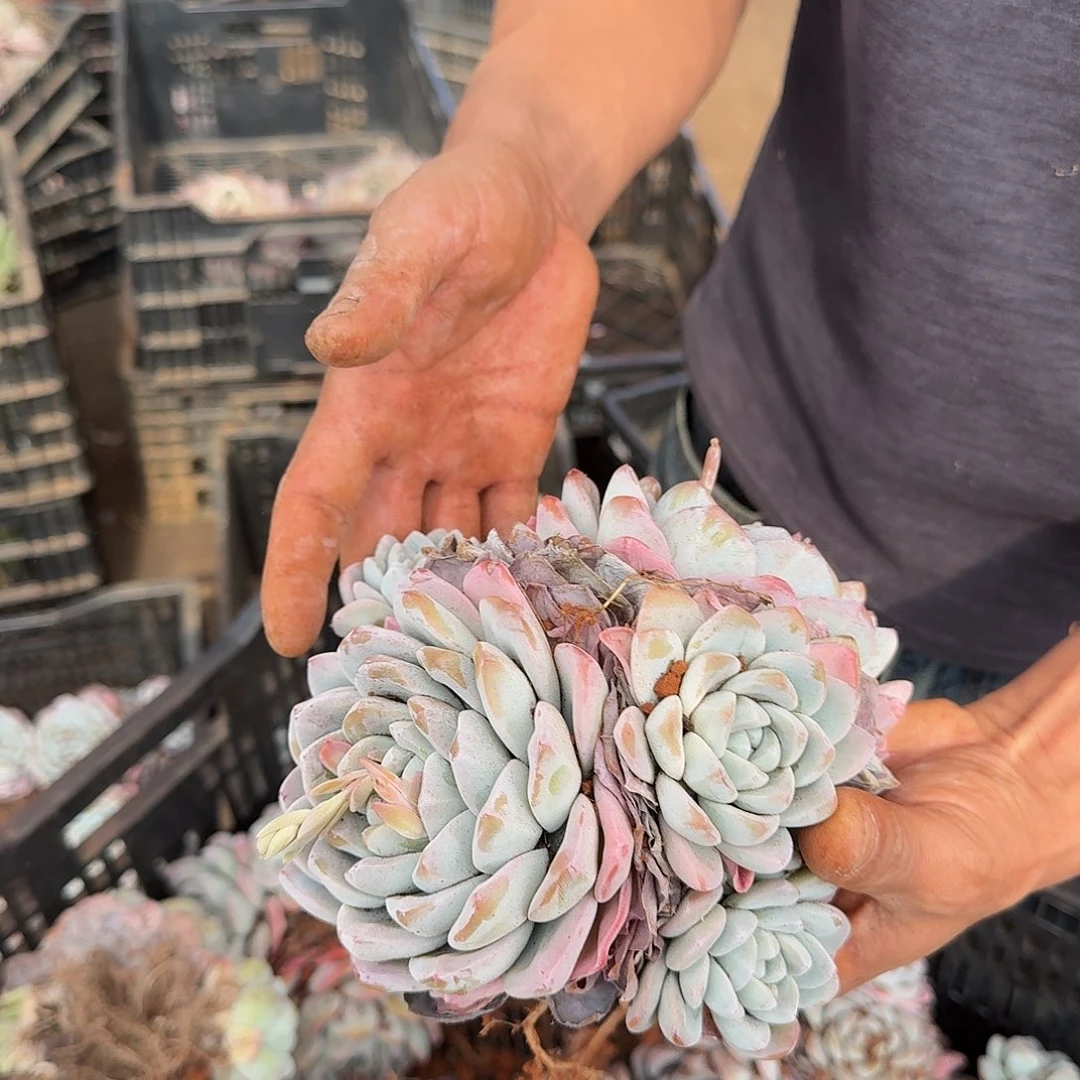 冰玉新疆西藏内蒙发到付