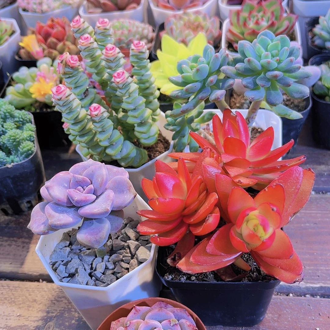 如图5盆1111111111111111