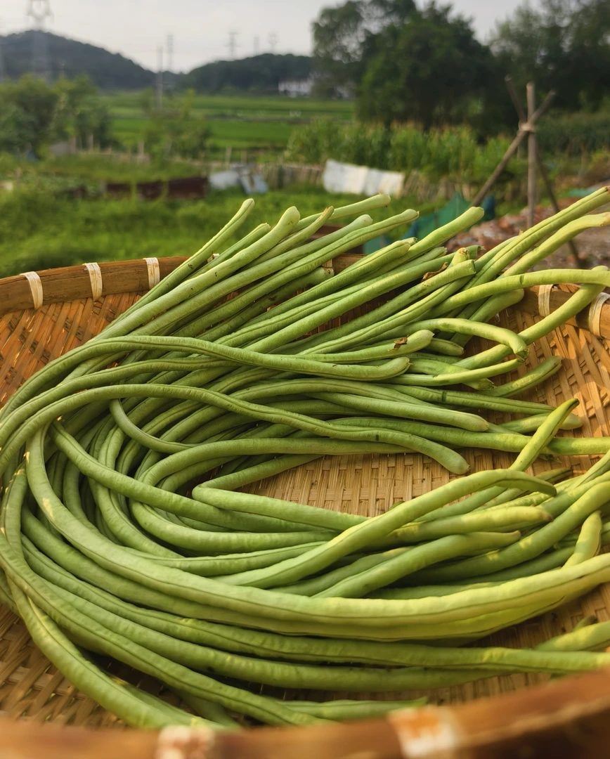 【顺丰包邮】江西宜春本地长豆角现摘现发新鲜蔬菜