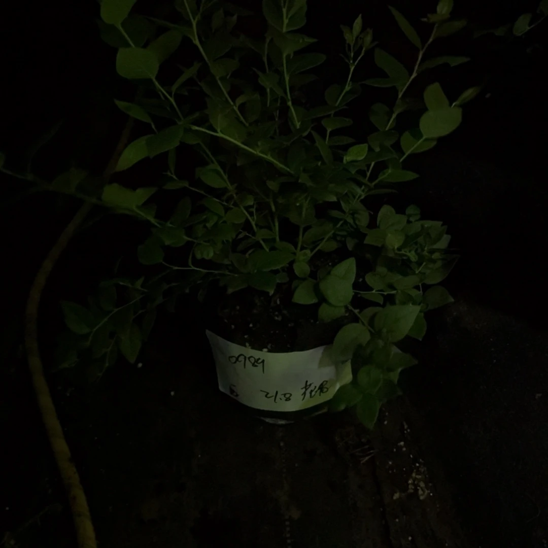 西***霞中钵花香一物一拍0989