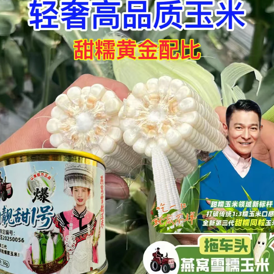 燕窝雪糯白甜糯玉米种子白靓甜1号甜糯玉米种籽高产大棒矮杆大穗