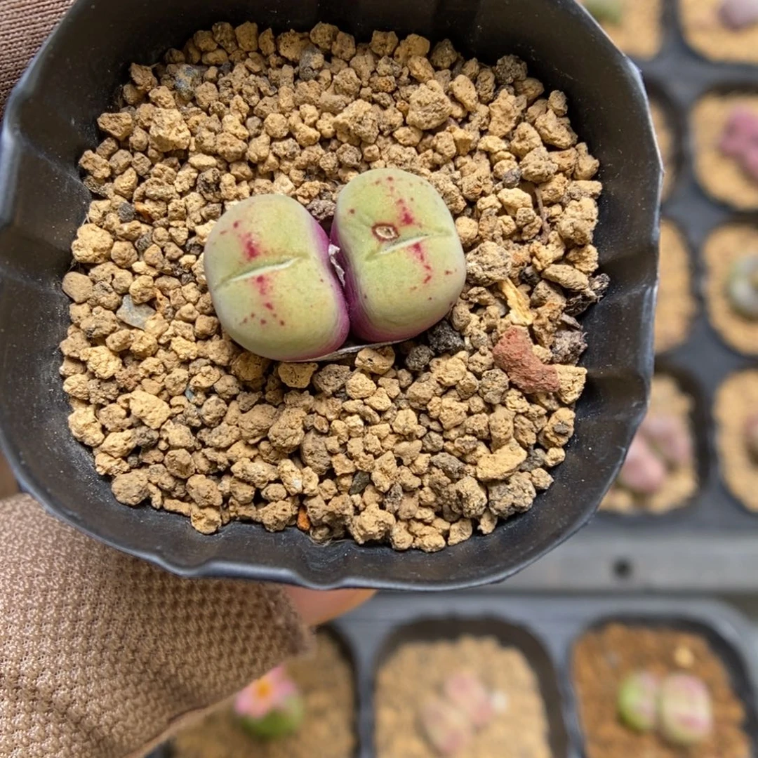 多肉植物肉锥杂交K-3482