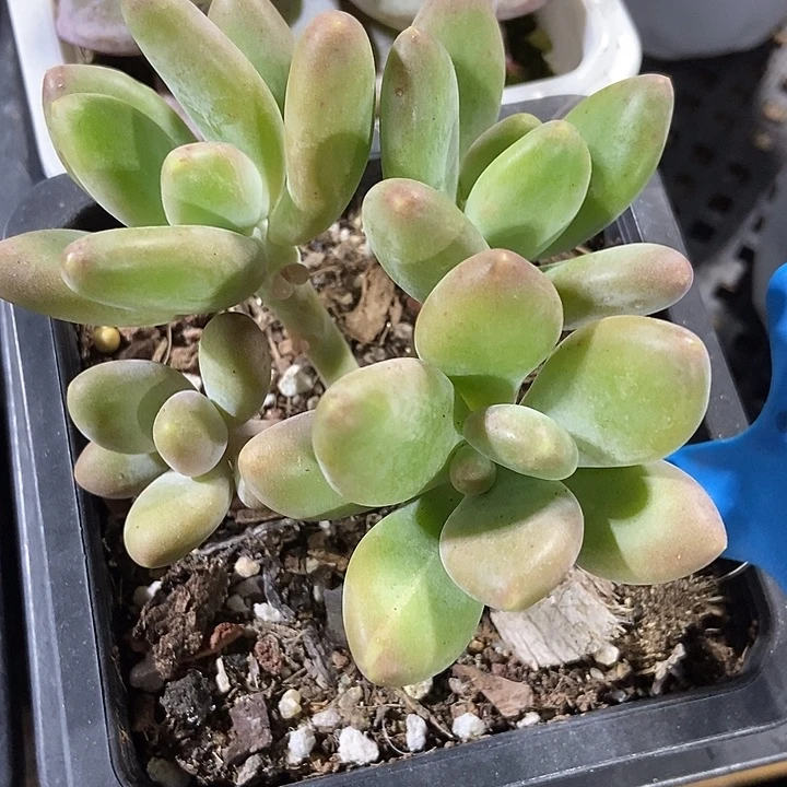 多肉植物芒果奶962