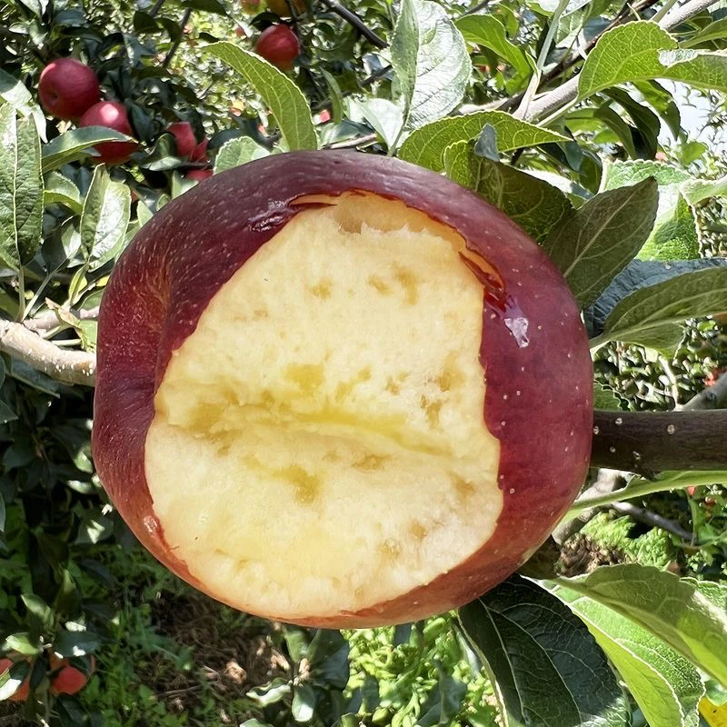 云南高山红露丑苹果无酸产地直发新鲜水果